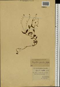 Незабудка скорпионовидная L., Сибирь, Якутия (S5) (Россия)