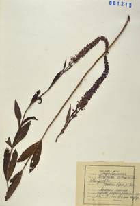 Veronica rotunda Nakai, Сибирь, Дальний Восток (S6) (Россия)