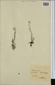 Leontopodium nivale subsp. alpinum (Cass.) Greuter, Западная Европа (EUR) (Румыния)
