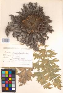 Carlina acanthifolia subsp. utzka (Hacq.) Meusel & Kästner, Восточная Европа, Западно-Украинский район (E13) (Украина)