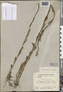 Башеница голая, Башенница гладкая, Вяжечка гладкая L., Средняя Азия и Казахстан, Северный и Центральный Казахстан (M10) (Казахстан)