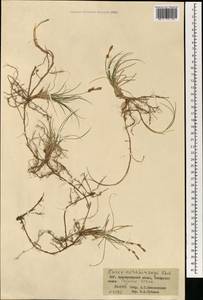 Осока Коржинского Kom., Монголия (MONG) (Монголия)