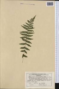 Pseudathyrium alpestre subsp. alpestre, Западная Европа (EUR) (Германия)