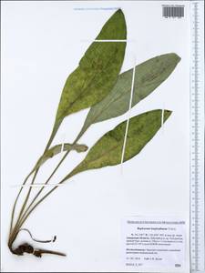 Bupleurum longeradiatum Turcz., Сибирь, Дальний Восток (S6) (Россия)