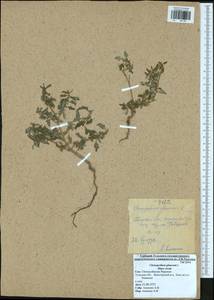 Марь сизая (L.) S.Fuentes, Uotila & Borsch, Восточная Европа, Центральный район (E4) (Россия)