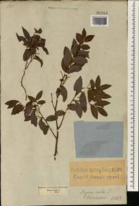 Diospyros whyteana (Hiern) P.White, Африка (AFR) (ЮАР)