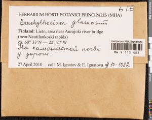 Brachythecium glareosum (Bruch ex Spruce) Schimp., Гербарий мохообразных, Мхи - Западная Европа (BEu) (Финляндия)