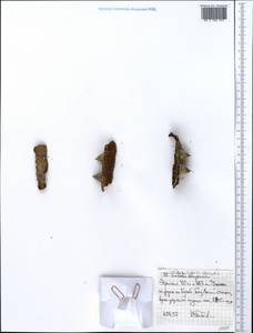 Caesalpinia decapetala (Roth)Alston, Африка (AFR) (Эфиопия)