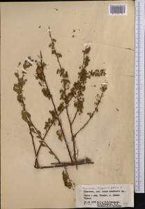 Спирея зверобоелистная, Таволга зверобоелистная L., Средняя Азия и Казахстан, Памир и Памиро-Алай (M2) (Киргизия)