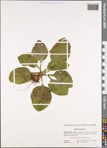 Подорожник большой L., Сибирь, Чукотка и Камчатка (S7) (Россия)