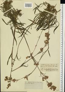 Смолка обыкновенная Röhl., Восточная Европа, Московская область и Москва (E4a) (Россия)