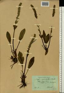 Lagotis glauca subsp. minor (Willd.) Hultén, Восточная Европа, Северный район (E1) (Россия)