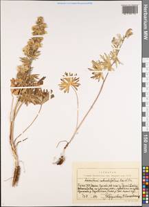 Борец круглолистный Kar. & Kir., Средняя Азия и Казахстан, Северный и Центральный Тянь-Шань (M4) (Киргизия)