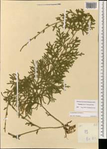 Palhinhaea cernua (L.) Vasc. & Franco, Зарубежная Азия (ASIA) (Вьетнам)