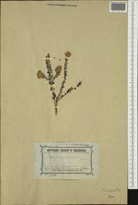 Olearia pimeleoides (DC.) Benth., Австралия и Океания (AUSTR) (Австралия)