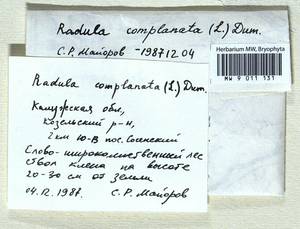 Radula complanata (L.) Dumort., Гербарий мохообразных, Мхи - Центральное Нечерноземье (B6) (Россия)