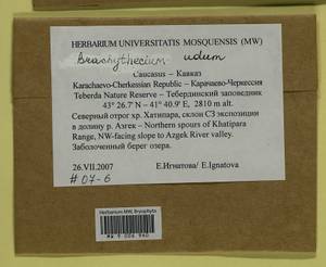 Brachythecium udum I. Hagen, Гербарий мохообразных, Мхи - Северный Кавказ и Предкавказье (B12) (Россия)