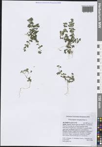 Многоплодник четырехлистный (L.) L., Западная Европа (EUR) (Испания)