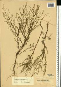 Полынь веничная, Полынь метельчатая Waldst. & Kit., Восточная Европа, Нижневолжский район (E9) (Россия)