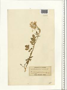 Сердечник горький L., Восточная Европа, Московская область и Москва (E4a) (Россия)