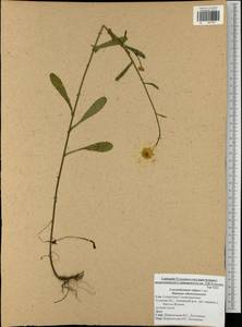 Нивяник обыкновенный, Поповник Lam., Восточная Европа, Центральный район (E4) (Россия)