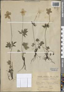 Ветреница лесная L., Сибирь, Якутия (S5) (Россия)