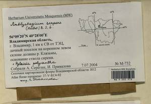 Amblystegium serpens (Hedw.) Schimp., Гербарий мохообразных, Мхи - Центральное Нечерноземье (B6) (Россия)