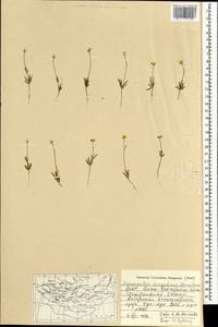 Ranunculus brotherusii var. tanguticus (Maxim.) M. Tamura, Монголия (MONG) (Монголия)