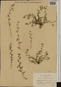 Medicago prostrata Jacq., Западная Европа (EUR) (Италия)