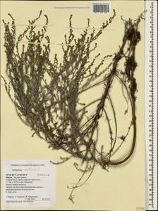 Artemisia caerulescens subsp. caerulescens, Крым (KRYM) (Россия)