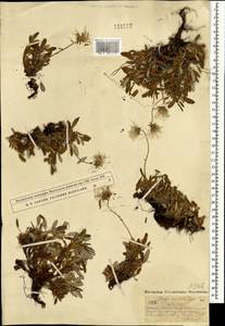 Дриада точечная (Juz.) Hultén, Монголия (MONG) (Монголия)