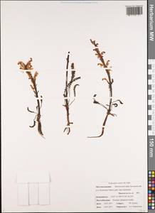 Мытник Эдера Vahl, Сибирь, Чукотка и Камчатка (S7) (Россия)