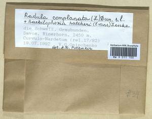 Radula complanata (L.) Dumort., Гербарий мохообразных, Мхи - Западная Европа (BEu) (Швейцария)