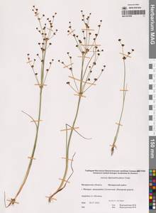 Ситник альпийскочленистый Chaix, Сибирь, Чукотка и Камчатка (S7) (Россия)