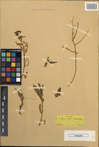 Hesperis laciniata subsp. secundiflora (Boiss. & Spruner) Breistr., Западная Европа (EUR) (Греция)