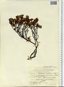 Рододендрон мелколистный Adams, Сибирь, Чукотка и Камчатка (S7) (Россия)