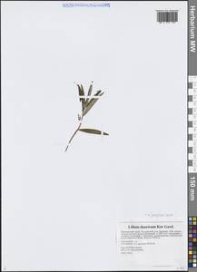 Лилия пенсильванская, Лилия даурская Ker Gawl., Сибирь, Дальний Восток (S6) (Россия)