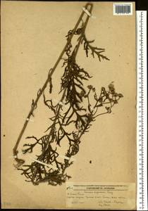 Jacobaea erucifolia subsp. argunensis (Turcz.) Veldkamp, Сибирь, Дальний Восток (S6) (Россия)