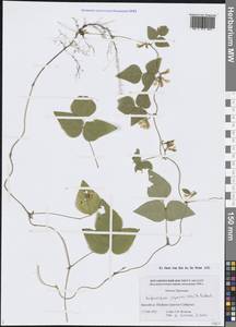 Амфикарпея Эджворта Benth., Сибирь, Дальний Восток (S6) (Россия)