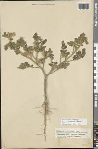 Паслен узколистный Houst. ex Mill., Восточная Европа, Нижневолжский район (E9) (Россия)