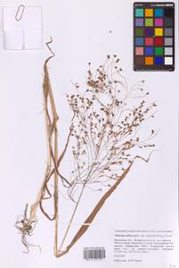 Просо посевное L., Восточная Европа, Московская область и Москва (E4a) (Россия)