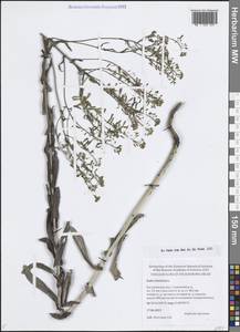 Вайда красильная L., Восточная Европа, Центральный лесной район (E5) (Россия)