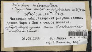 Ditrichum heteromallum (Hedw.) E. Britton, Гербарий мохообразных, Мхи - Прибайкалье и Забайкалье (B18) (Россия)