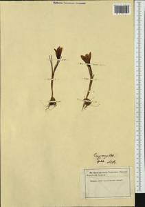 Crocus vernus (L.) Hill, Западная Европа (EUR) (Неизвестно)