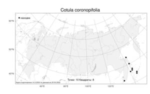 Cotula coronopifolia, Котула коронопусолистная L., Атлас флоры России (FLORUS) (Россия)