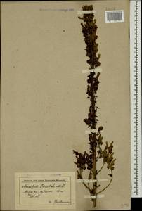 Борец восточный Mill., Кавказ, Краснодарский край и Адыгея (K1a) (Россия)