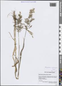 Sibirotrisetum sibiricum (Rupr.) Barberá, Сибирь, Дальний Восток (S6) (Россия)