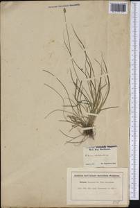 Carex vulpinoidea Michx., Америка (AMER) (США)