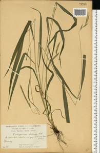 Коротконожка лесная (Huds.) P.Beauv., Восточная Европа, Центральный лесостепной район (E6) (Россия)