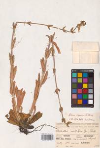 Смолевка клейкая (L.) Pers., Восточная Европа, Средневолжский район (E8) (Россия)